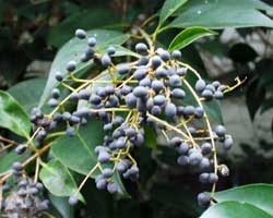 �g�E�l�Y�~���`