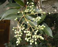 �g�E�l�Y�~���`