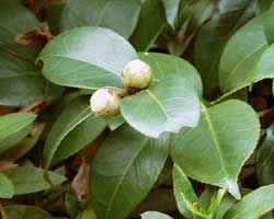 �c�o�L�̂ڂ�