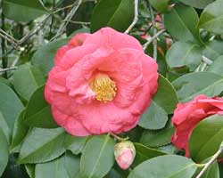 �c�o�L�̂ڂ�