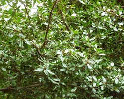 �E�o���K�V