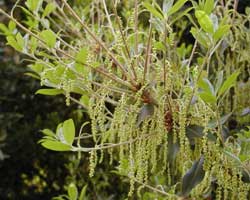 �E�o���K�V�̉�