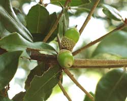 �E�o���K�V�̗t