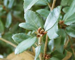 �E�o���K�V�̗t