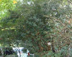 ���u�c�o�L