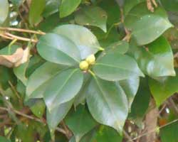 ���u�c�o�L