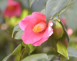 ���u�c�o�L