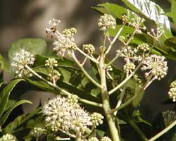 ���c�f�̉�