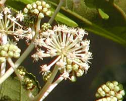 ���c�f�̉�