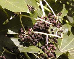 ���c�f�̎�