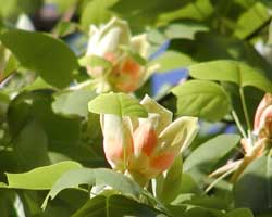 �����m�L�̉�