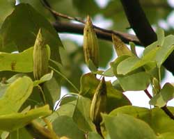 �����m�L�̎�