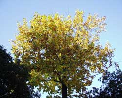 �����m�L�̉�