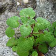 �q���I�h���R�\�E