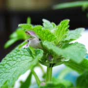 �q���I�h���R�\�E